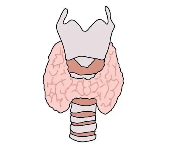桥本甲状腺炎中医怎么治疗